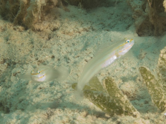 Amblygobius Nocturnus